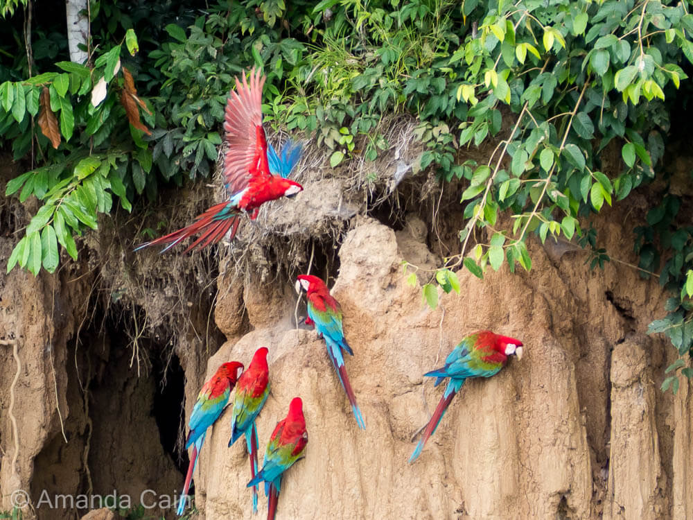 Red and green macaws eating clay.