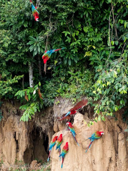 Red and green macaws eating clay.