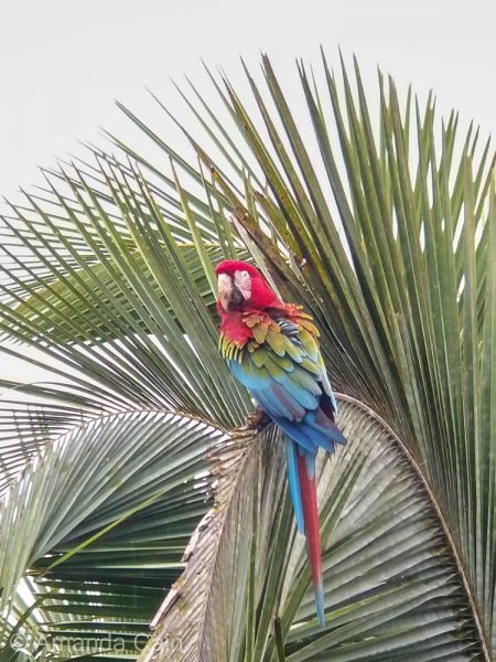 A macaw waiting to go to the clay lick.