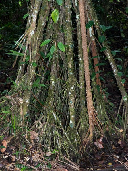 A 'walking tree'. It takes a long time, but the trees can slowly move as they put down new roots which drag the tree in that direction.