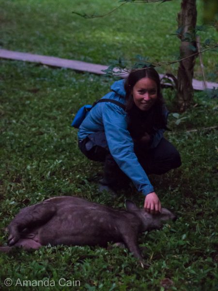 Our young tapir friend Manolo. He's a semi-wild orphan that gets fed by the cooks at the jungle lodge, so he's very friendly towards people.