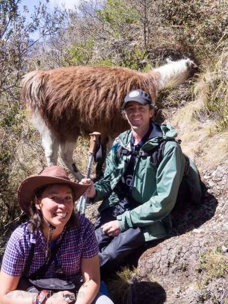 A wild llama off the side of the Inca Trail.
