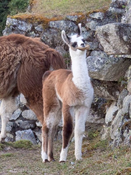 An adorable baby llama trying to eat a dead leaf. (He wasn't very successful)