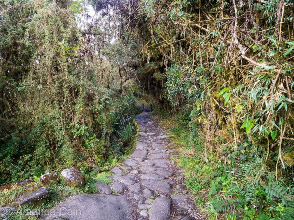 The Inca Trail winding through the cloud forest, it's almost like something in a movie.
