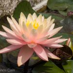 A water lily in Padua's botanic gardens.
