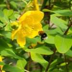 A bee doing the rounds collecting pollen.