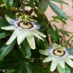 Passion flowers in Padua's botanic gardens.