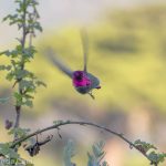 When the light catches the right angle, this hummingbird's face is bright magenta. Otherwise it's black.