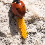 A ladybug laying eggs on a stone in an Ancient Roman amphitheatre.