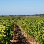 Vineyards in the Loire Valley.