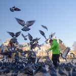 Pigeon feeding frenzy outside Notre Dame in Paris.