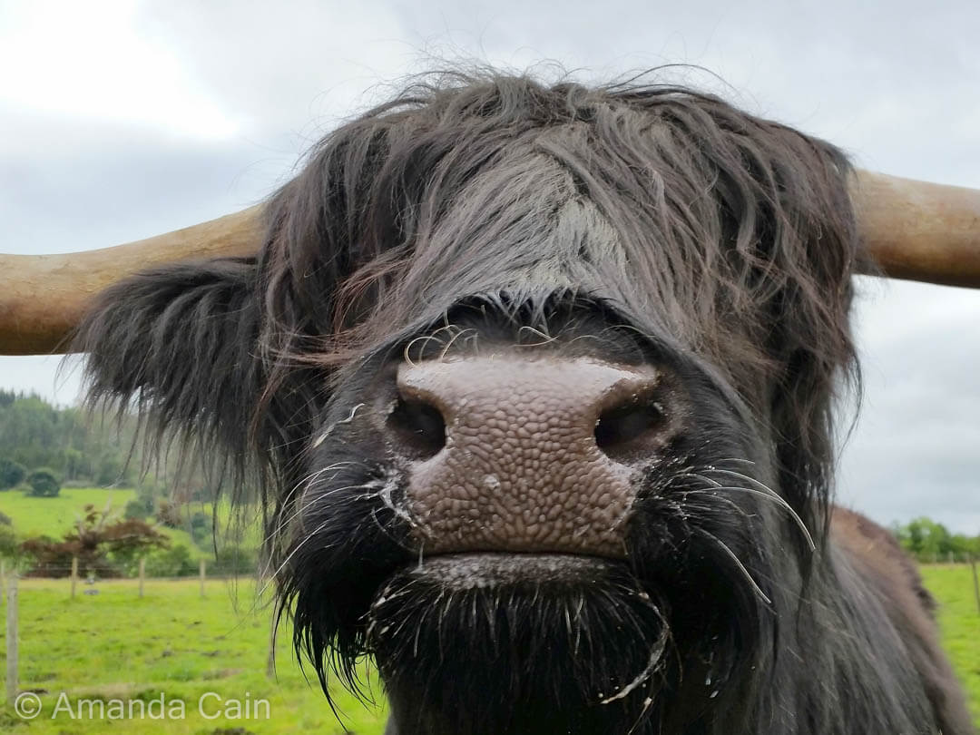 A Highlands cow, this one's called Hamish.