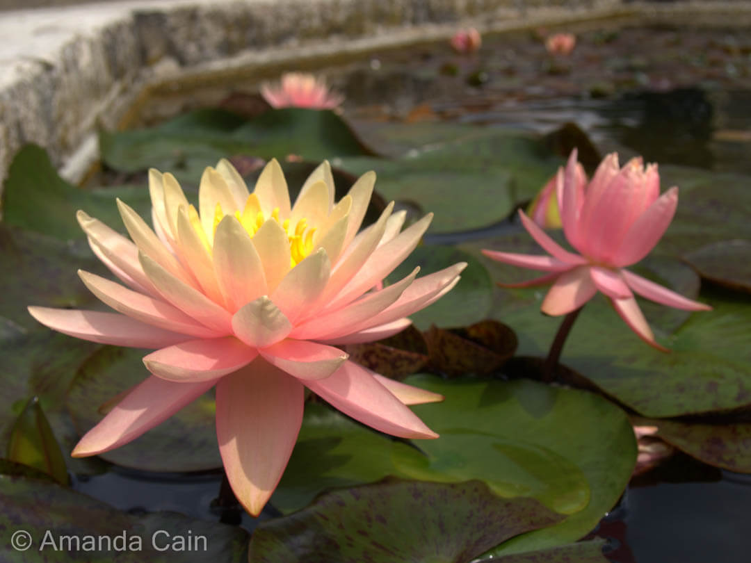 Water lilies in Padua's Botanic Garden.