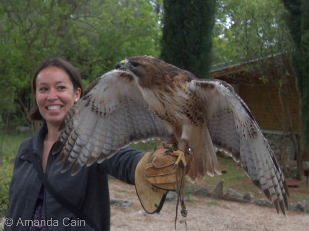 Amanda with Freddie the hawk.