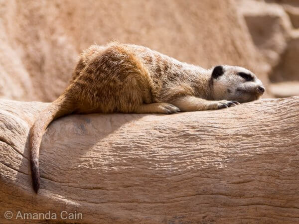 A meerkat enjoying a snooze in the sun.