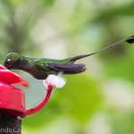 A booted racket-tail hummingbird. They got this name because of the fluffy white "boots" on their feet and the racket-shaped feathers of their tails.