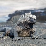 A black marine iguana basking in the sun.