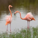 A pair of pink Galapagos flamingos.