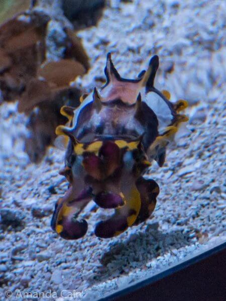 We hadn't seen one of these colourful little cuttlefish before, but they're actually from Australia.