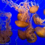 Monterey Bay Aquarium has lots of tanks full of different types of jellyfish slowly swirling around. They're very hypnotic to watch. Like a living lava lamp.