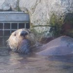 The sea otters at Monterey Bay Aquarium are absolutely adorable.