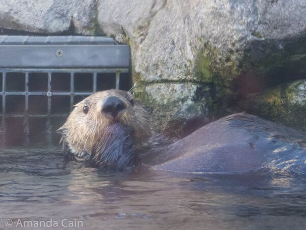 The sea otters at Monterey Bay Aquarium are absolutely adorable.