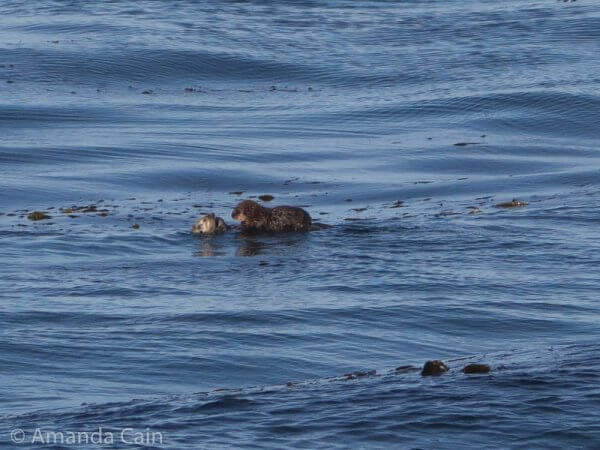 This picture is a baby sea otter riding on its mother's stomach. These are actually wild otters in the sea 50m from the back of the aquarium.