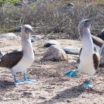 Blue footed boobies performing a mating dance. The dance includes wing displays, marching on the spot to show off their blue feet and offering twigs to each other.