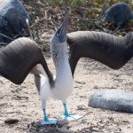 A blue footed booby performing a mating dance. The dance includes wing displays, marching on the spot to show off their blue feet and offering twigs to each other.