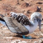 A blue footed booby protecting its egg.