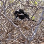 A male frigate bird looking after his chick.