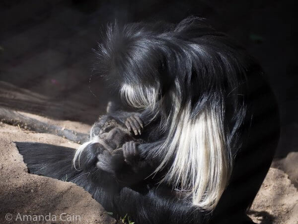 A mother colobus monkey checks her baby for lice (he doesn't seem very happy about it).