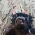 As part of World Bonobo Day the zookeepers put peanut butter on the windows of the bonobo enclosure. It's clearly a favourite treat for them.