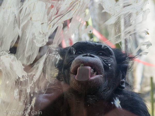 As part of World Bonobo Day the zookeepers put peanut butter on the windows of the bonobo enclosure. It's clearly a favourite treat for them.