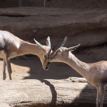 We visited on Valentine's Day, and you can see the love in the air.