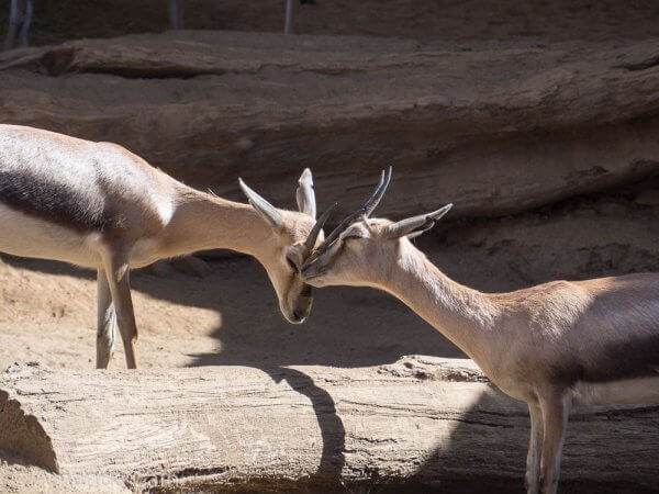 We visited on Valentine's Day, and you can see the love in the air.