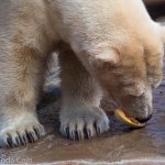 Polar bears love rockmelon. Definitely not something we expected.