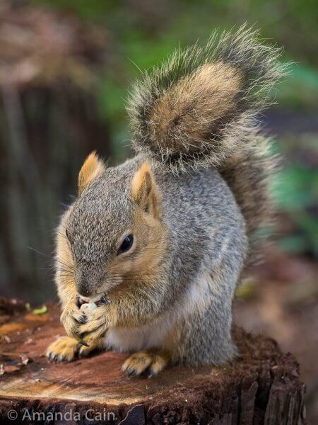 So we went to the world famous San Diego Zoo, and then spent ages taking photos of a squirrel.
