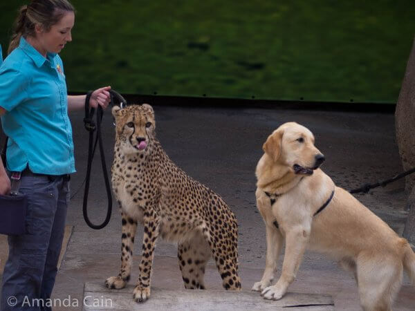 At San Diego Zoo the keepers pair up the cheetah cubs with a puppy so that they will have a friend to play with. The dog was training to be a guide dog, but they said he was a bit too excitable to be a guide dog. But he was a perfect match for the cheetah.