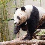 This is one of the few panda cubs that was born outside of China in San Diego Zoo's successful breeding program.