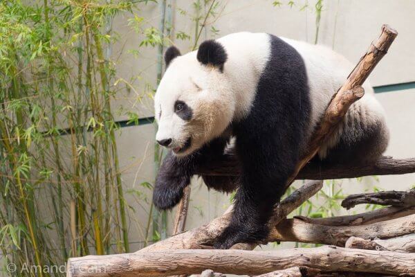 This is one of the few panda cubs that was born outside of China in San Diego Zoo's successful breeding program.