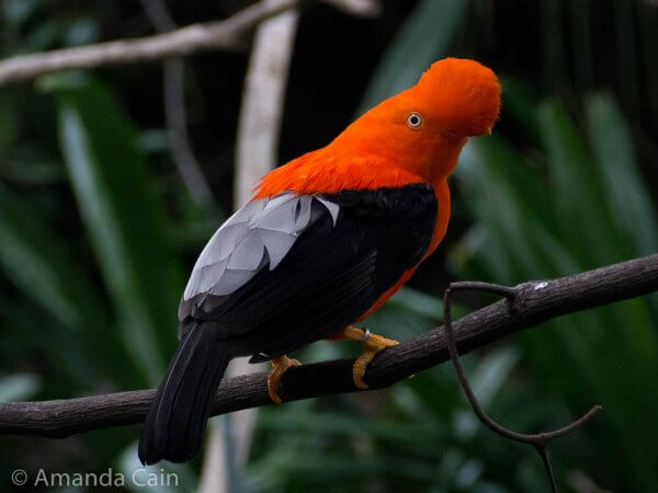 They have a lot of Cocks of the Rock at San Diego Zoo. They're a bit easier to spot here than when we were in the jungle.