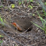 A lava lizard keeping watch from its burrow.