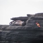 A baby sea lion curled up asleep on the side of a cliff.