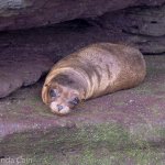 A baby sea lion waits for its mother to come back from the sea.