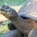 A giant Galapagos tortoise.