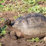 A young Galapagos giant tortoise.