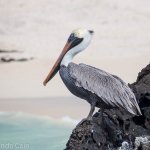 A pelican watches the sea in the Galapagos Islands.