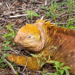A very large, bright yellow male iguana.