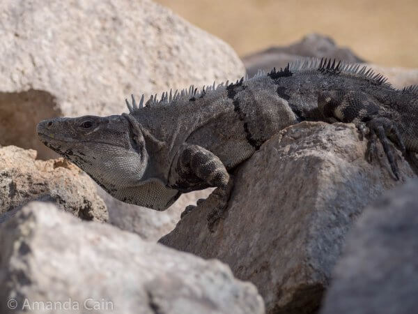 When you to see any Mayan ruins, you also see the countless iguanas that live inside them. This is one of the bigger ones.